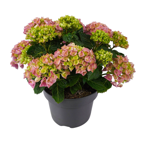 Tuinhortensia, in 23cm-pot - afbeelding 1