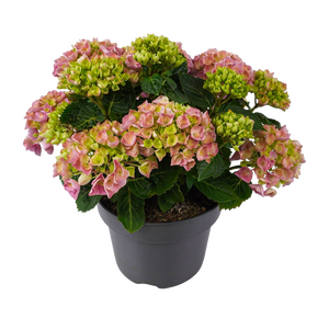 Tuinhortensia, in 23cm-pot