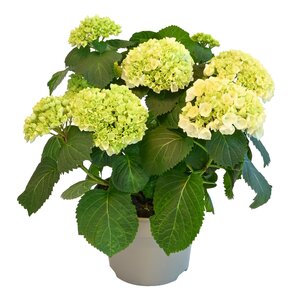 Tuinhortensia, in 23cm-pot - afbeelding 1