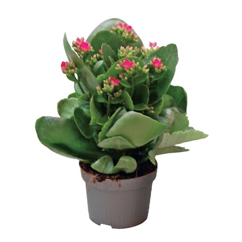 Tuinkalanchoë