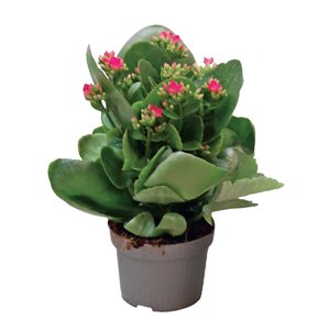 Tuinkalanchoë, in 12cm-pot
