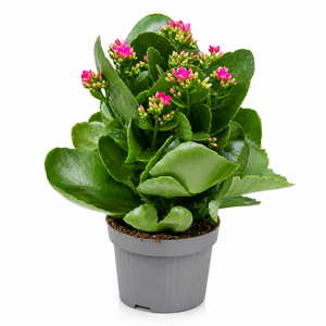 Tuinkalanchoë, in 12cm-pot