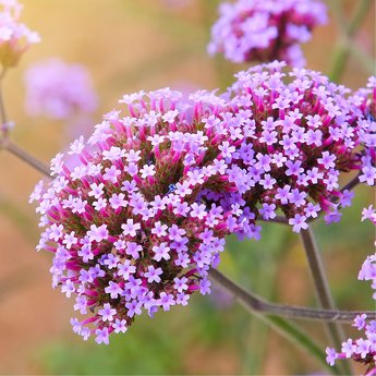 Tuinplanten