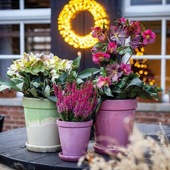 Tuinplanten