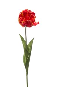 Tulip paris spray orange 66cm