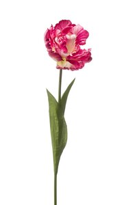 Tulip paris spray  tt pink 66cm