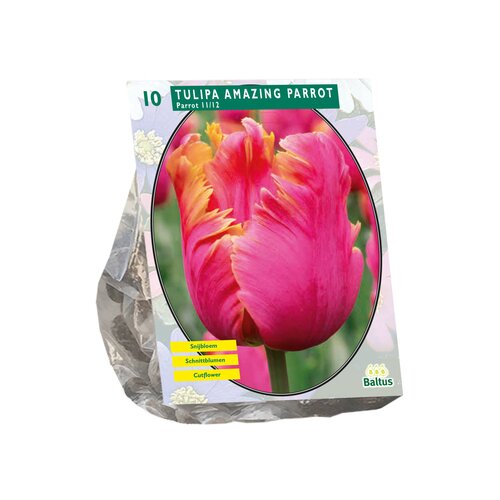 Tulipa Amazing Parrot, Parkiet per 10 - afbeelding 1