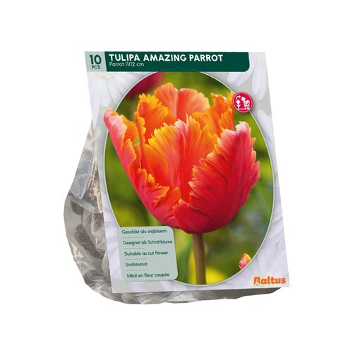 Tulipa Amazing Parrot, Parkiet per 10 - afbeelding 2