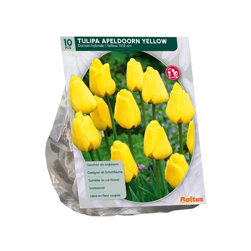 Tulipa Apeldoorn Geel, Darwin per 10 - afbeelding 1
