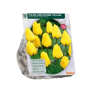 Tulipa Apeldoorn Geel, Darwin per 10 - afbeelding 2