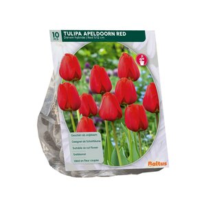 Tulipa Apeldoorn Rood, Darwin per 10 - afbeelding 1