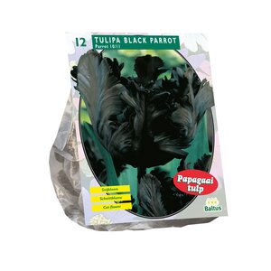 Tulipa Black Parrot, Parkiet per 12 - afbeelding 1