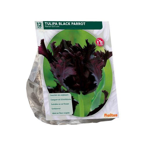 Tulipa Black Parrot, Parkiet per 12 - afbeelding 2