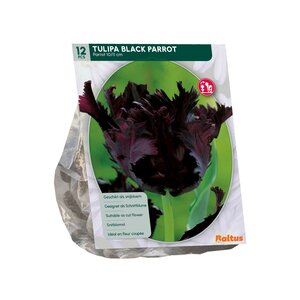 Tulipa Black Parrot, Parkiet per 12 - afbeelding 2