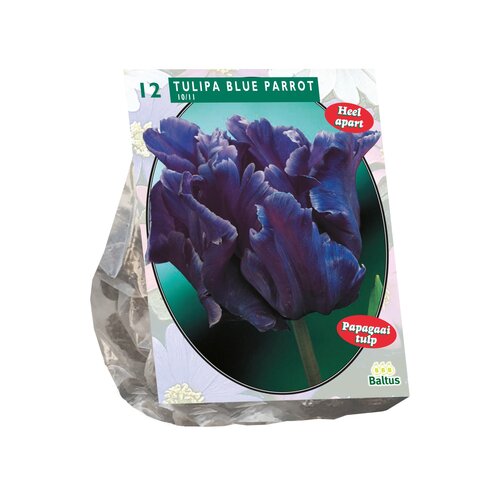 Tulipa Blue Parrot, Parkiet per 12 - afbeelding 1