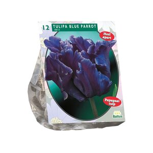 Tulipa Blue Parrot, Parkiet per 12 - afbeelding 1