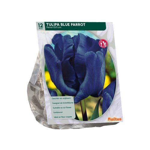 Tulipa Blue Parrot, Parkiet per 12 - afbeelding 2