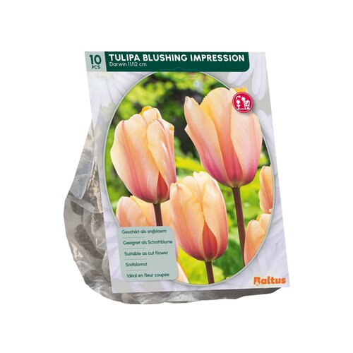 Tulipa Blushing Impression, Darwin per 10 - afbeelding 2