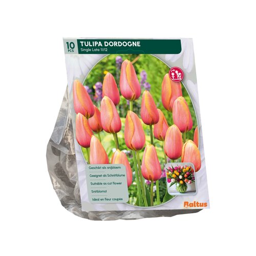 Tulipa Dordogne, Enkel Laat per 10