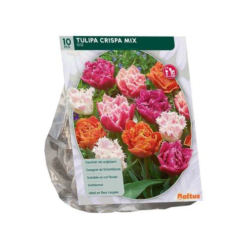 Tulipa Double Crispa mix per 10 - afbeelding 2
