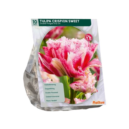 Tulipa Dubbel gefranjerd Crispion Sweet per 10 - afbeelding 1