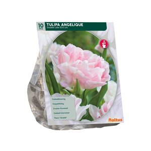 Tulipa Dubbel Laat Angelique per 10 - afbeelding 1