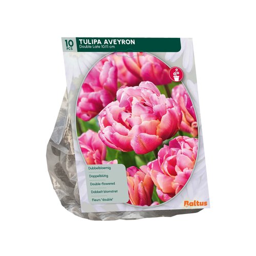 Tulipa Dubbel Laat Aveyron per 10 - afbeelding 1