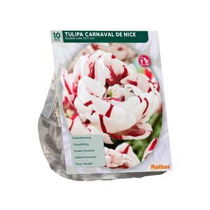 Tulipa Dubbel Laat Carnaval de Nice per 10 - afbeelding 2