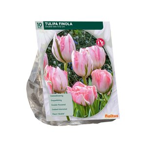 Tulipa Dubbel Laat Finola per 10 - afbeelding 1