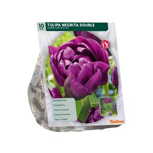 Tulipa Dubbel Laat Negrita Double per 10 - afbeelding 2