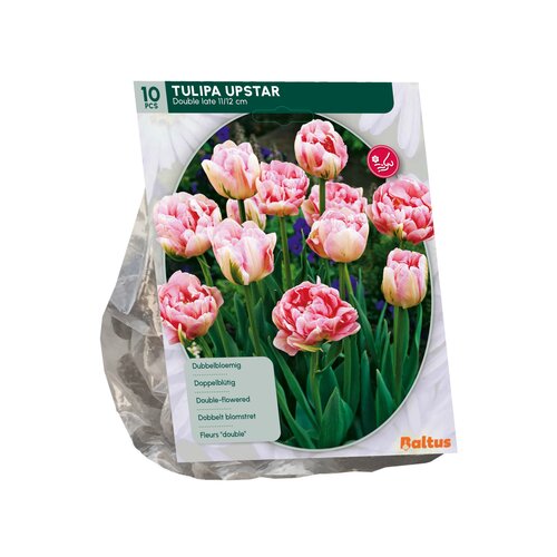 Tulipa Dubbel Laat Upstar per 10 - afbeelding 1