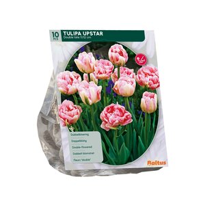 Tulipa Dubbel Laat Upstar per 10 - afbeelding 1