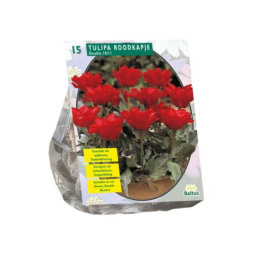 Tulipa Dubbel Roodkapje per 15 - afbeelding 1