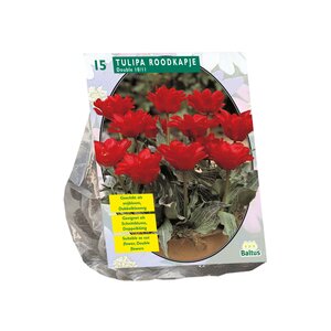 Tulipa Dubbel Roodkapje per 15 - afbeelding 1