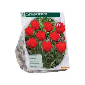 Tulipa Dubbel Roodkapje per 15 - afbeelding 2