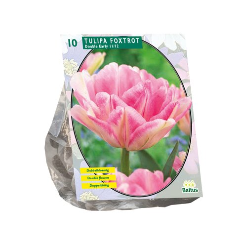 Tulipa Dubbel Vroeg Foxtrot per 10 - afbeelding 1
