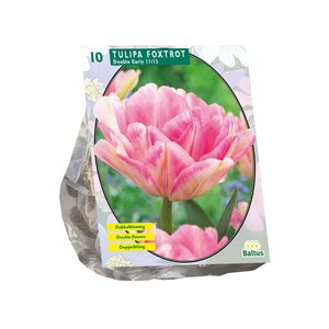 Tulipa Dubbel Vroeg Foxtrot per 10 - afbeelding 1