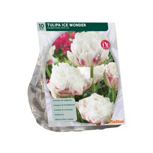 Tulipa Dubbel Vroeg Ice Wonder per 10 - afbeelding 2