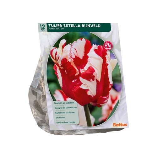 Tulipa Estella Rijnveld, Parkiet per 12 - afbeelding 2