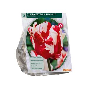 Tulipa Estella Rijnveld, Parkiet per 12 - afbeelding 2