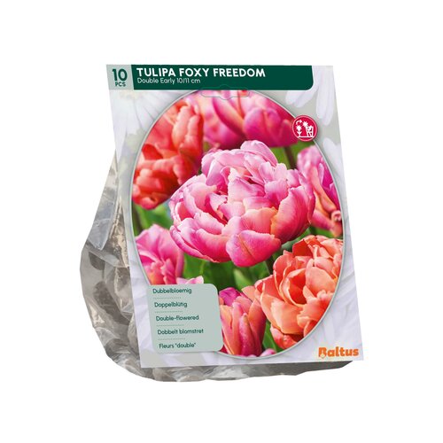 Tulipa Foxy Freedom per 10 - afbeelding 2