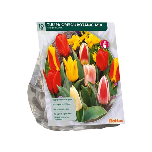 Tulipa Greigii Mix per 10 - afbeelding 2