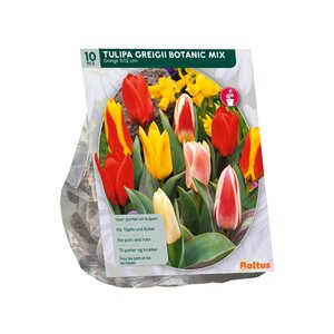 Tulipa Greigii Mix per 10 - afbeelding 2