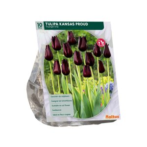 Tulipa Kansas Proud per 10 - afbeelding 1