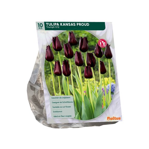Tulipa Kansas Proud per 10 - afbeelding 2