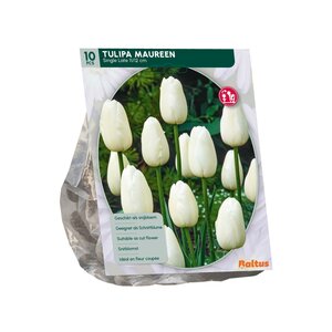 Tulipa Maureen, Enkel Laat per 10 - afbeelding 1