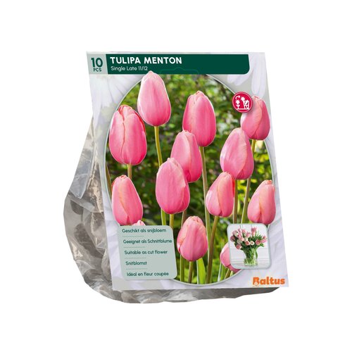 Tulipa Menton, Enkel Laat per 10