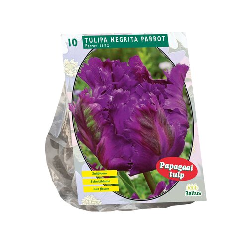 Tulipa Negrita Parrot, Parkiet per 10