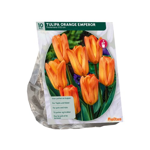 Tulipa Orange Emperor, Fosteriana per 10 - afbeelding 2