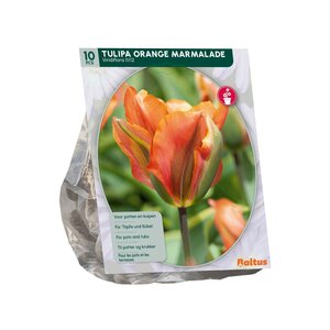 Tulipa Orange Marmalade per 10 - afbeelding 1
